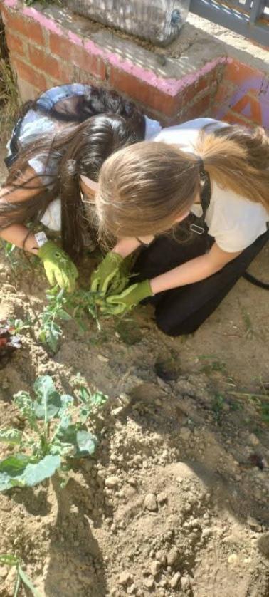 La Fundación Tormes desarrollará los programas de huertos escolares